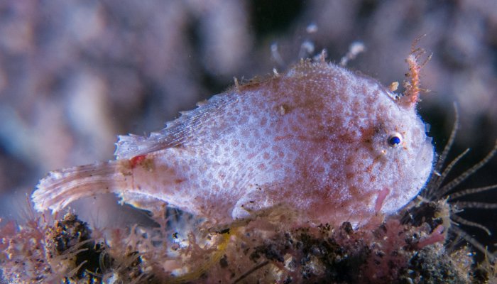 Baby Spotfin Frogfish